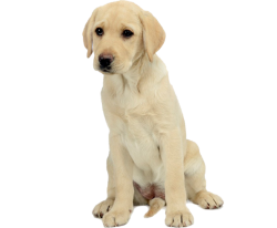 Labrador Retriever puppies for sale in India