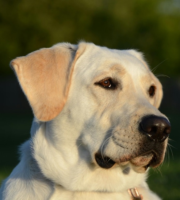 Labrador Retriever Puppies For sale online in Delhi