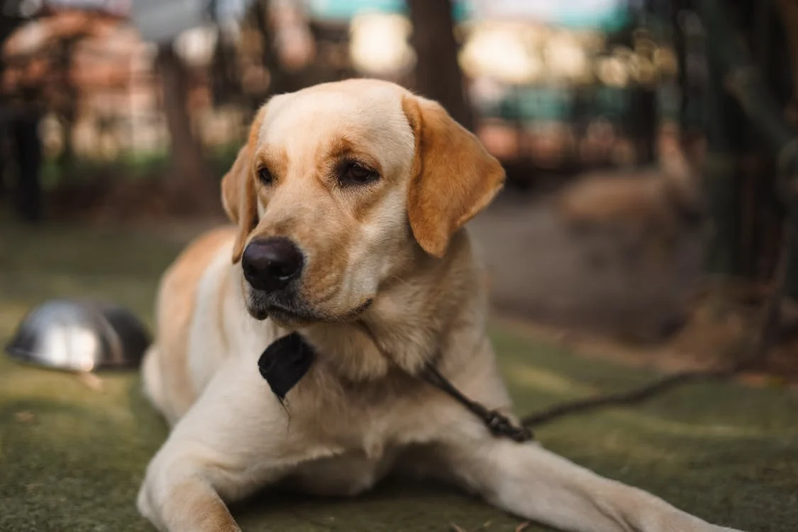 Labrador Retriever dog kennel in Kolkata