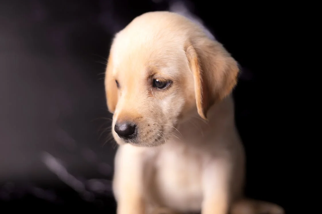 Labrador Retriever female puppies for sale in Kolkata