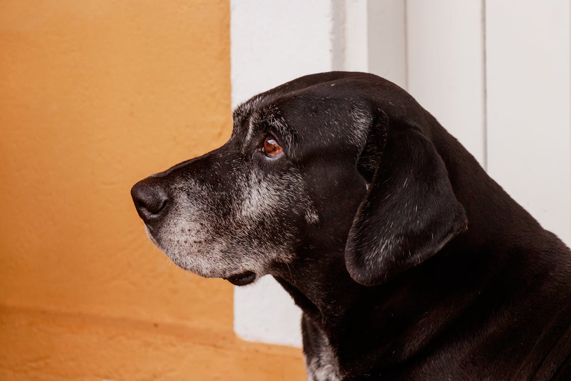 Black Labrador price in Kolkata