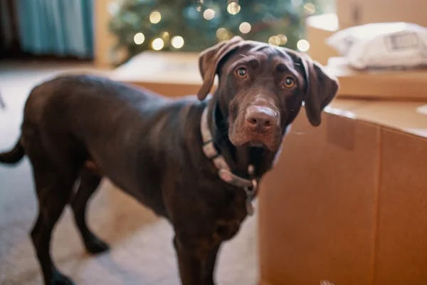 Labrador Retriever price in Kolkata