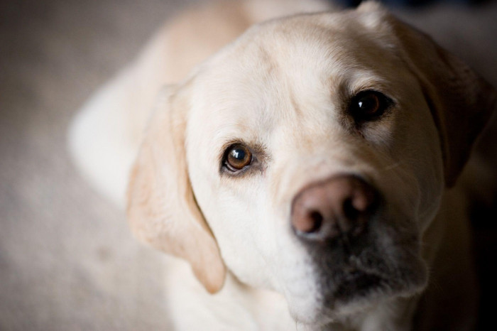 Labrador Retriever dog Care in Vizag
