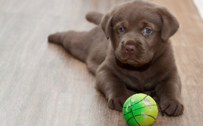 Labrador Retriever breeder in Bangalore