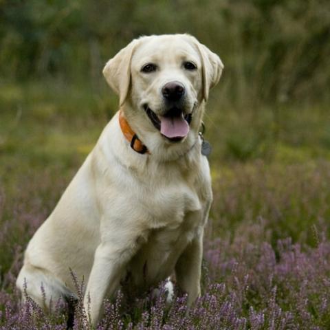 Labrador Retriever puppy price in Vizag