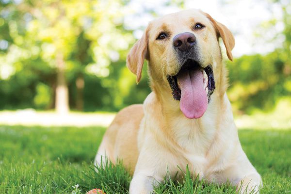 Labrador Retriever price in Hyderabad