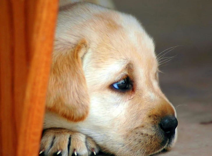 Labrador Retriever purchase in Bangalore