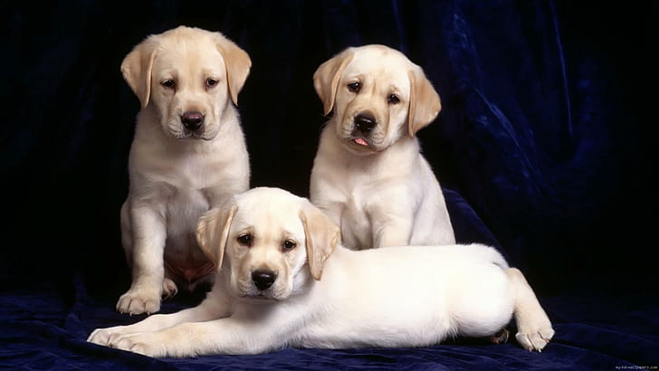 Labrador Retriever dog breeder in india