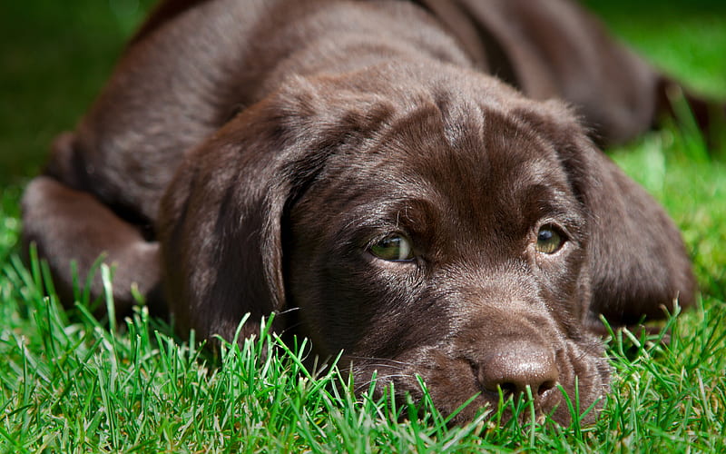 Labrador Retriever male puppy for sale in Hyderabad