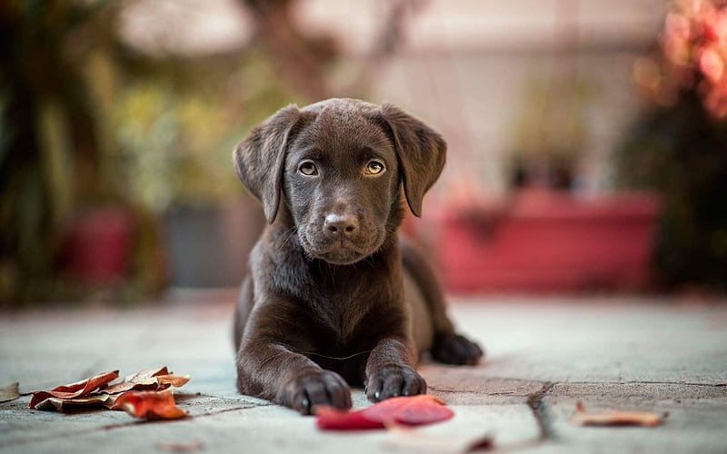 Labrador Retriever dog price in India