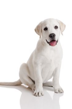 labrador retriever puppy for sale in pune