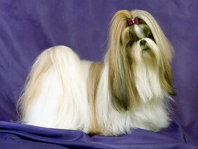 Lhasa apso long hair hotsell