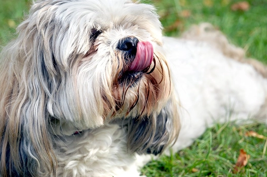 Lhasa Apso price in Chennai