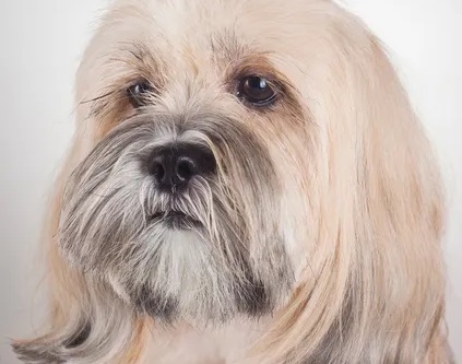 Lhasa Apso Traits & Temperament