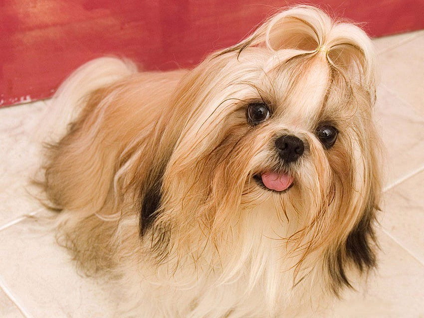 Lhasa Apso dog purchase in india