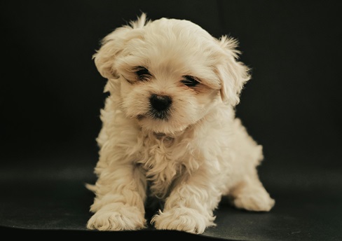 Maltese puppies for sale in Chennai