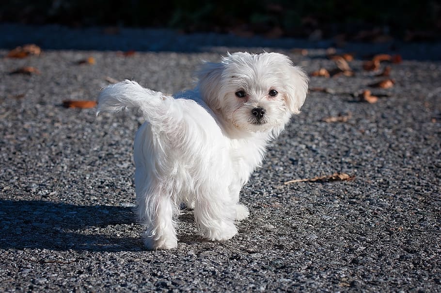 Maltese dog for sale in Pune