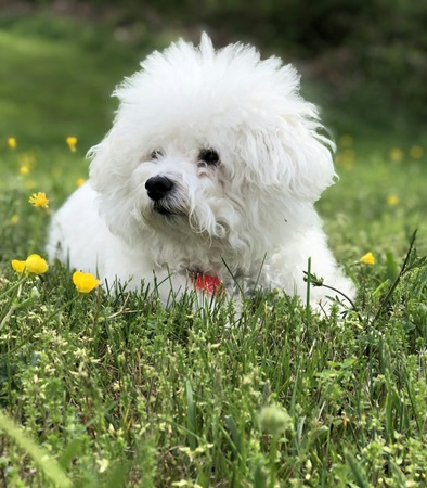 Maltese Puppies For sale online in Delhi