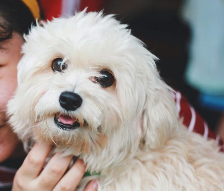 Maltese dog for sale in Kolkata