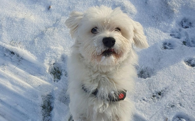 Maltese puppies for sale in Kolkata