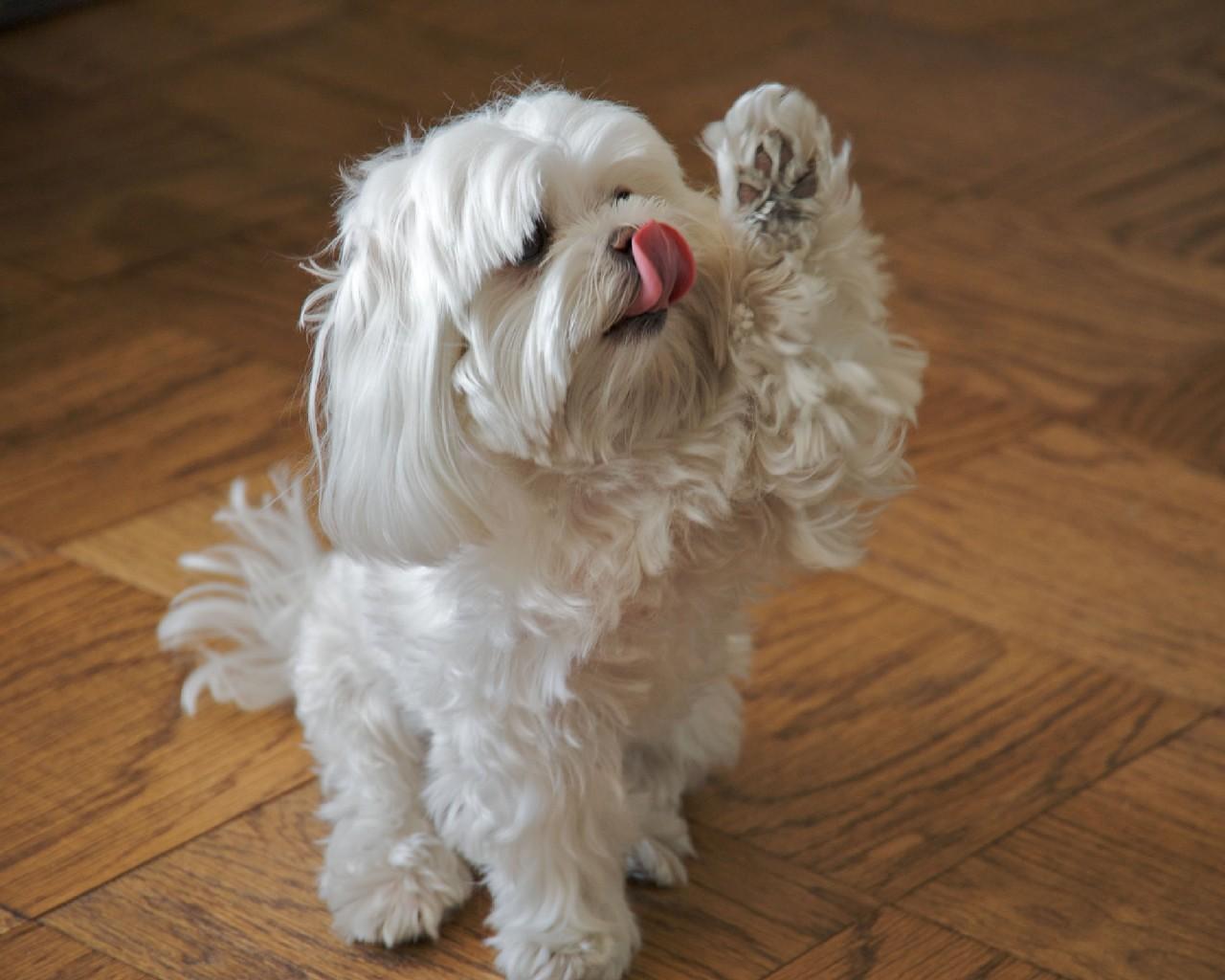 Maltese female puppies for sale in Kolkata