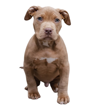 Pitbull puppy for sale in mumbai