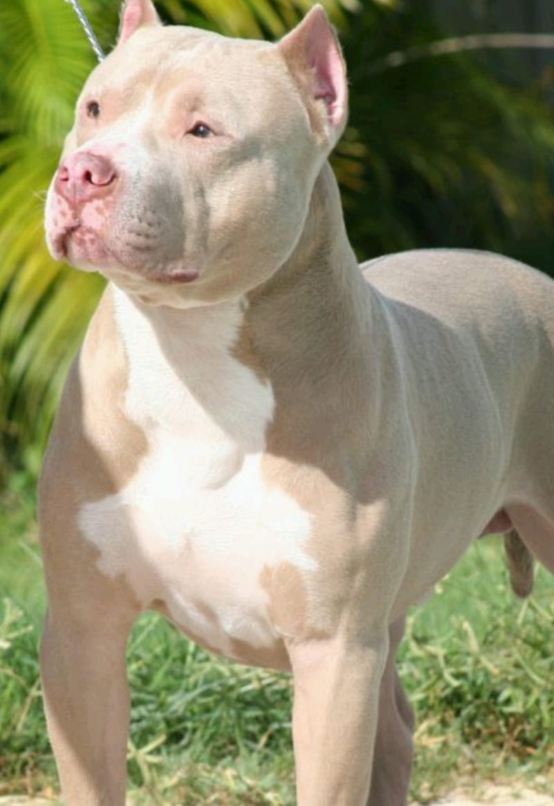 Pitbull dog price in Hyderabad