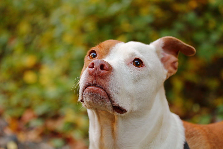 Pitbull dog for sale in Vizag