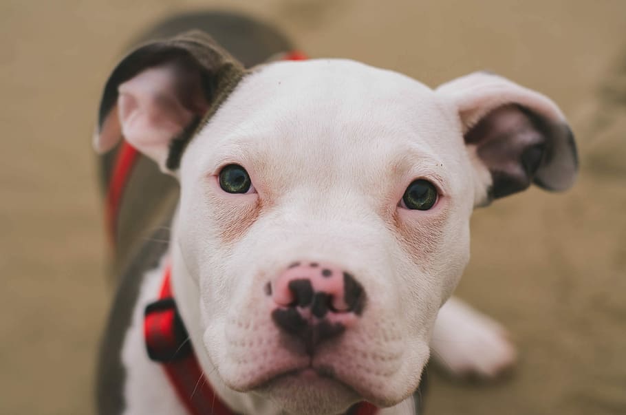Pitbull puppies for sale in Kolkata