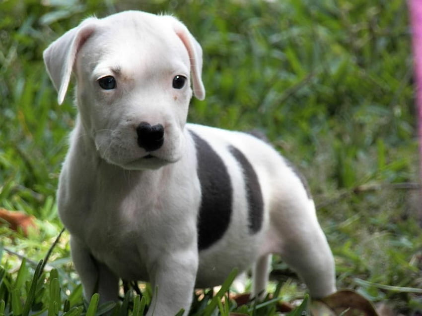 Albino best sale pitbull price