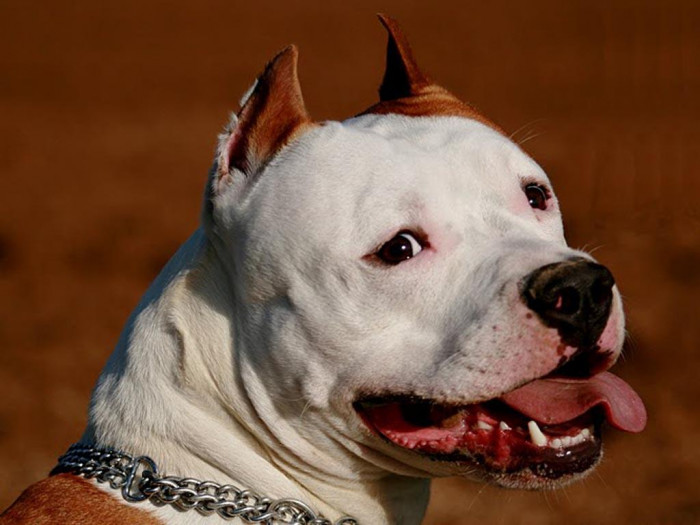 White pitbull clearance dog price