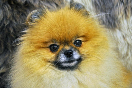 Pomeranian puppy price in Chennai