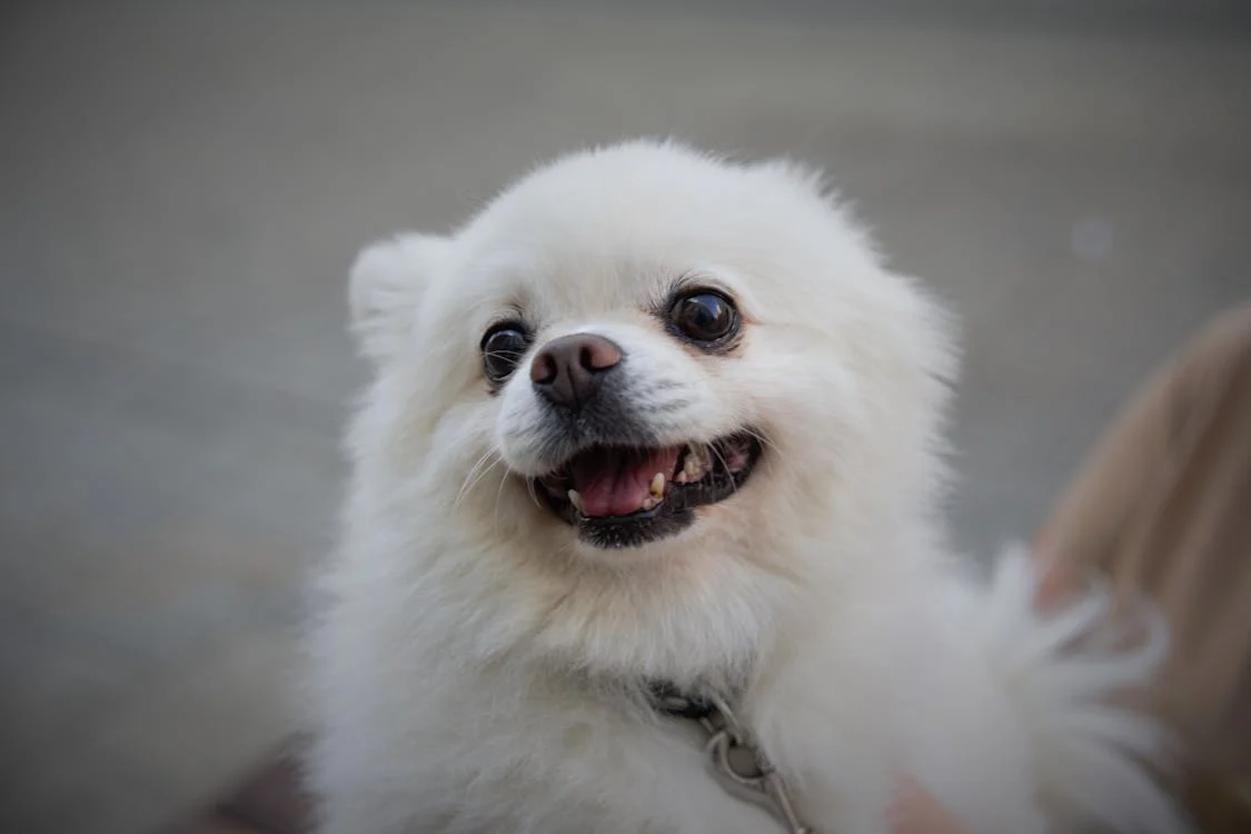 Pomeranian price in Chennai