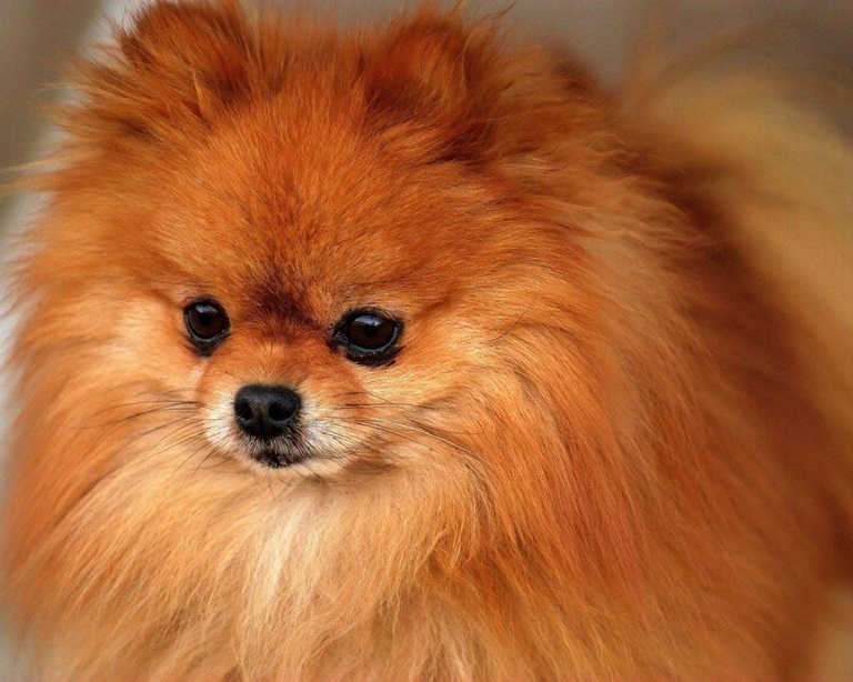 Pomeranian breeder in Ahmedabad