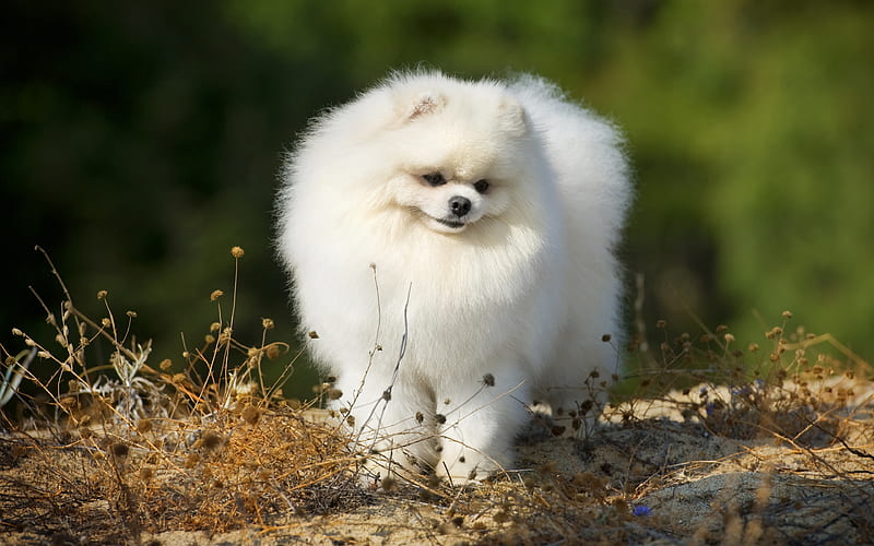 Pomeranian dog Kennel in Ahmedabad