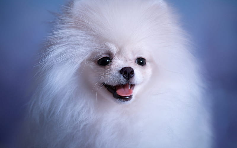 Pomeranian puppies for sale in India