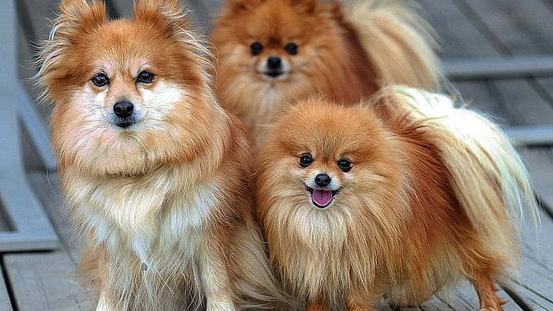 Pomeranian puppy price in Ahmedabad