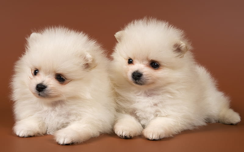 Pomeranian puppies for sale in Kolkata