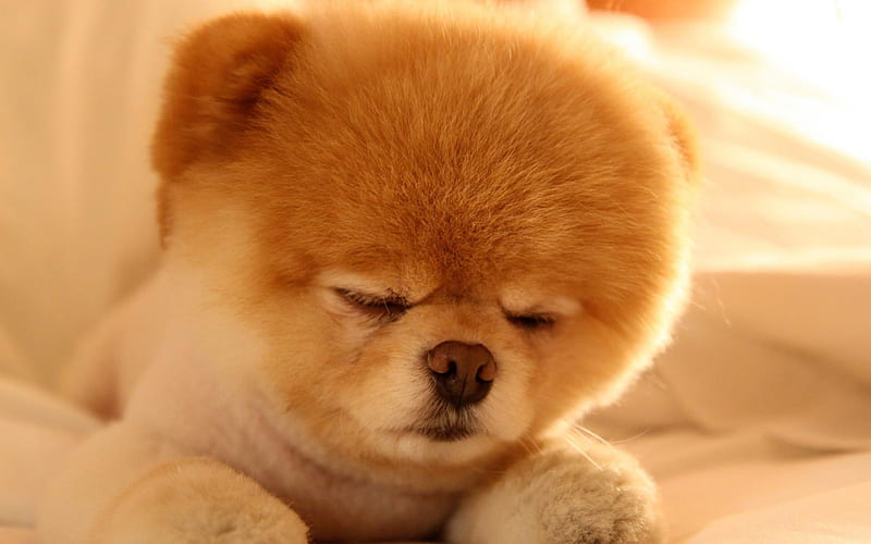 Pomeranian puppy price in Bangalore