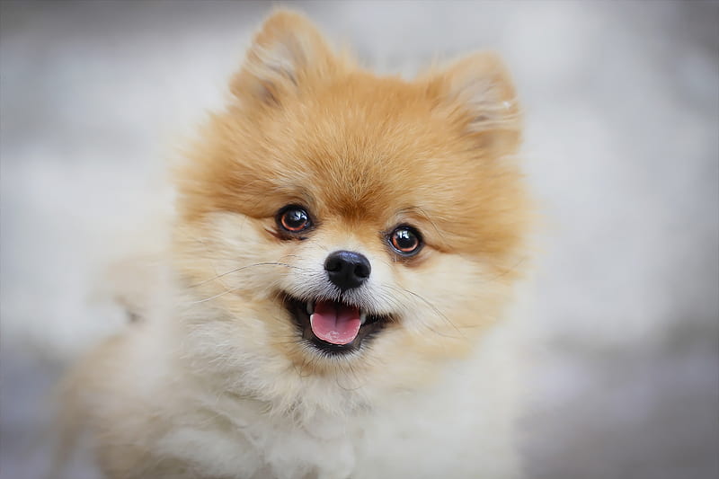 Pomeranian female puppy for sale in Mumbai