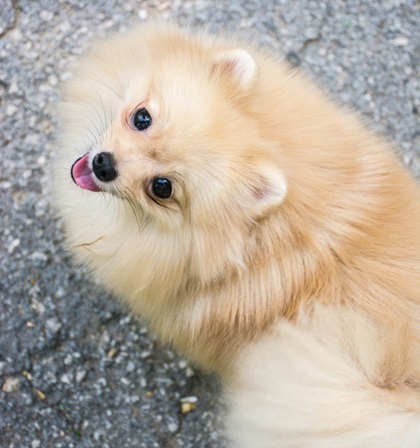 Pomeranian Puppies For sale online in Delhi