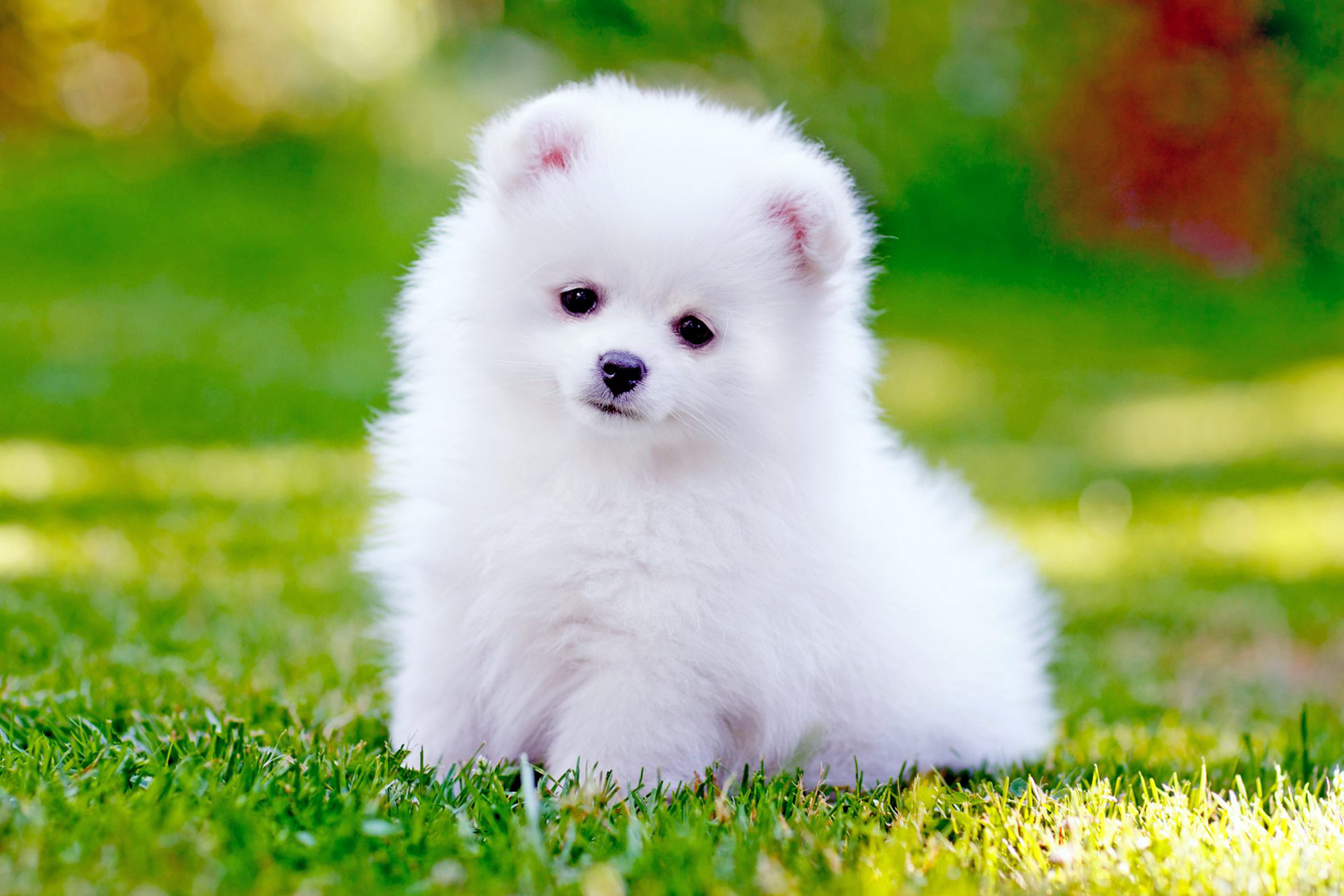 pomeranian puppy for sale in pune