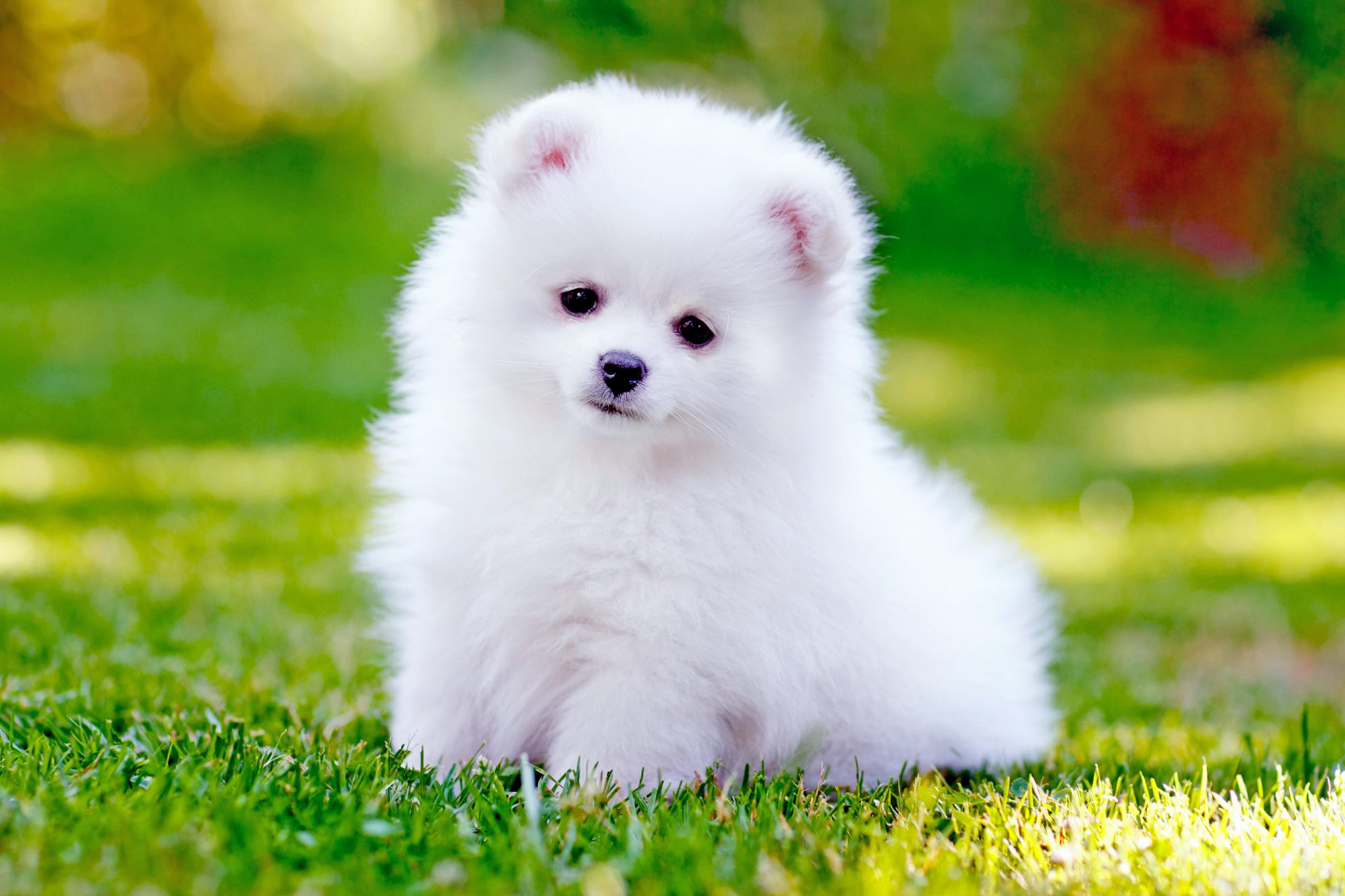 Pomeranian Puppy in Pune Pomeranian Puppy Price in Pune Doggywala