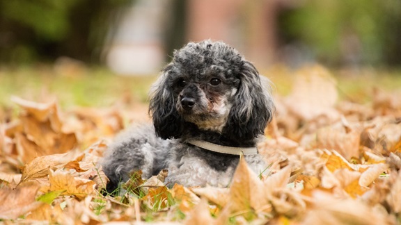 Poodle dog for sale in Chennai