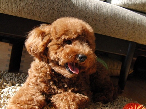 Poodle male puppy for sale in Chennai