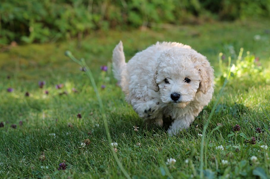 Poodle puppies for sale in Chennai