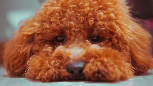 Poodle price in Chennai