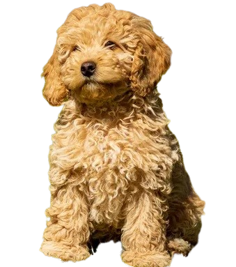 Poodle puppies for sale in Chennai