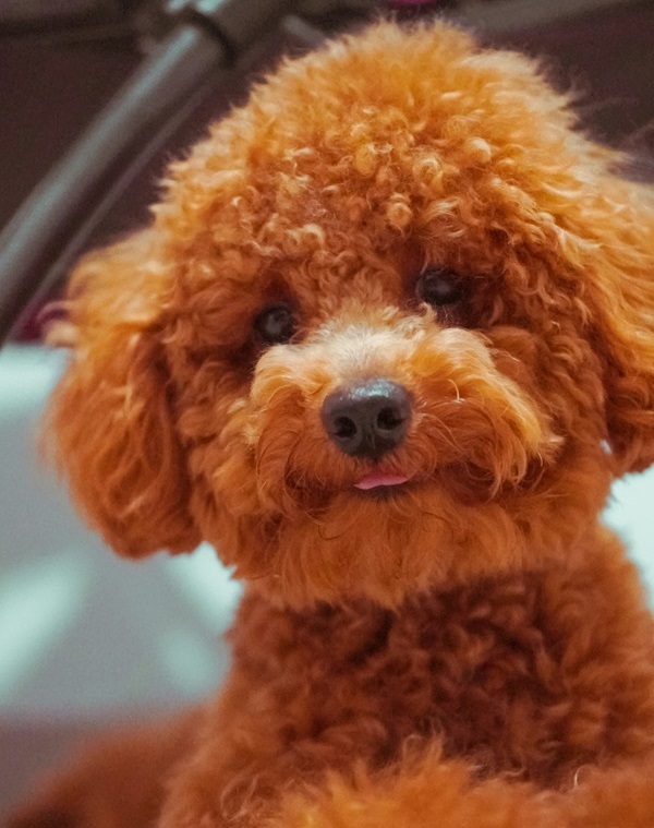 Poodle Puppies For sale online in Delhi