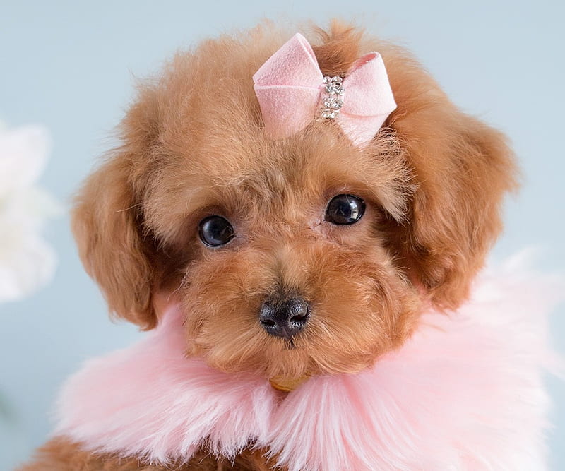 Poodle puppy price in India
